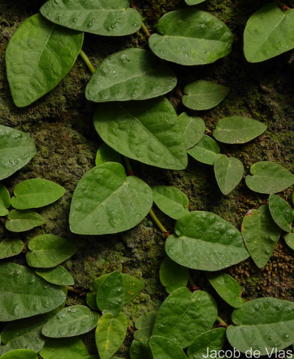 Ficus pumila L.